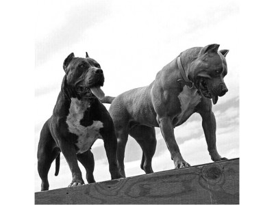 ? Як електрошокер діє на собак?