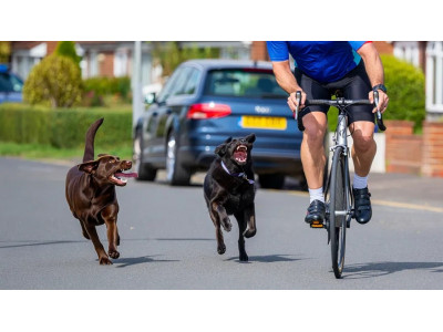 Який купити електрошокер для велосипеда?