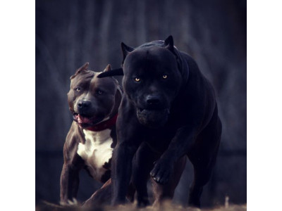 Электрошокер против бойцовой собаки