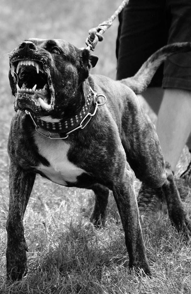 Как шокер может отпугнуть собаку