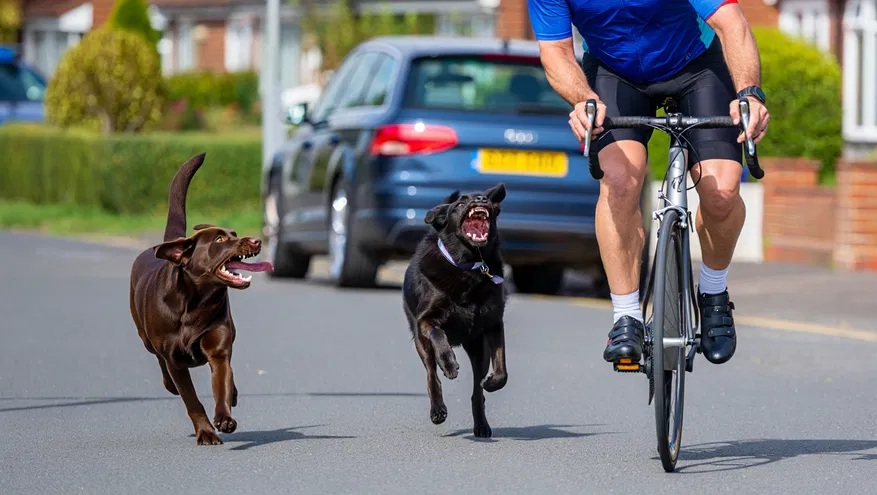 Купить электрошокер для отпугивания собак